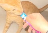‏ قطة للتبني 4 شهور