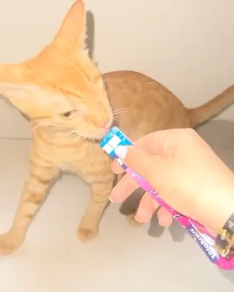 ‏ قطة للتبني 4 شهور