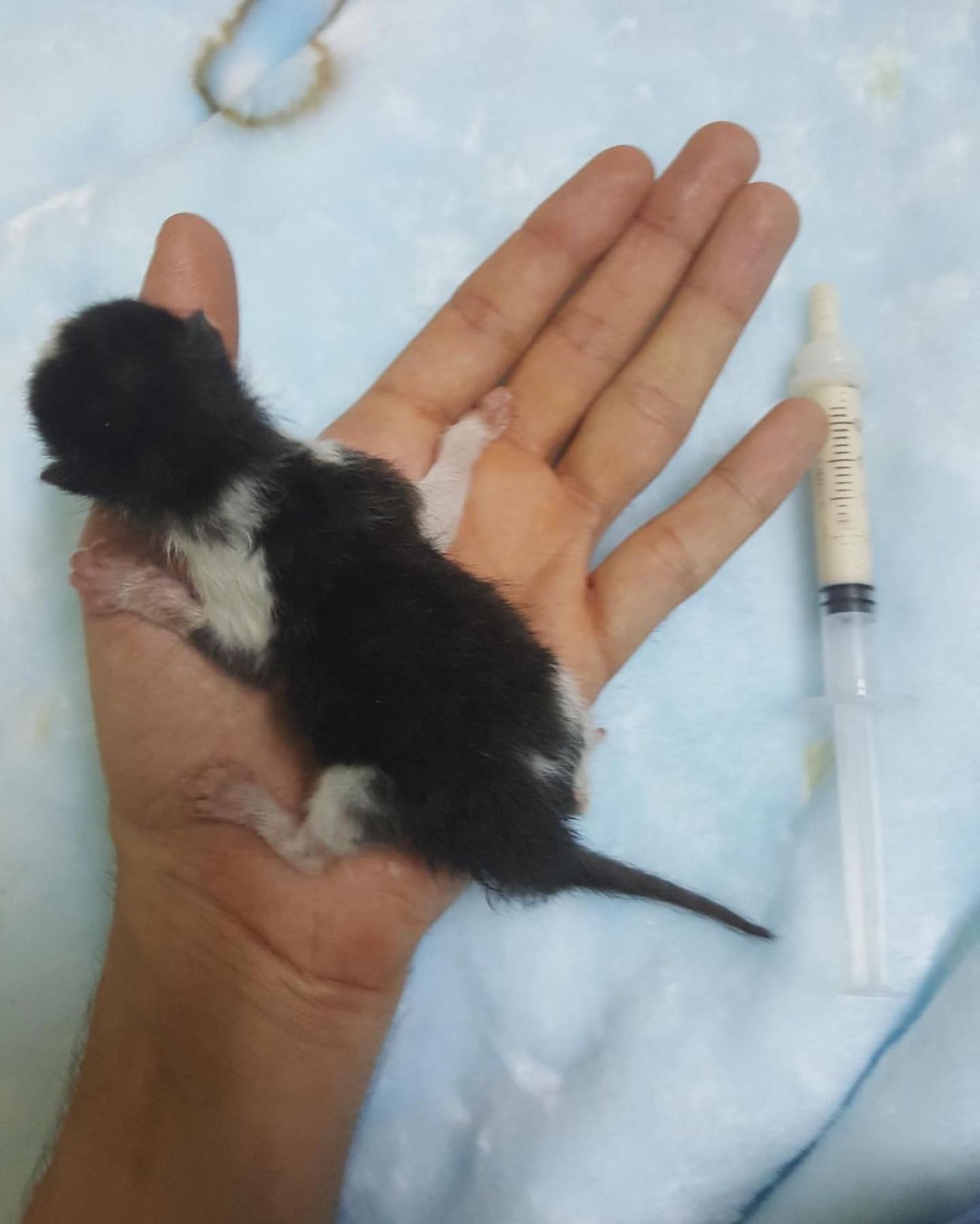 كتنز ثلاثة انقاذ من الشارع