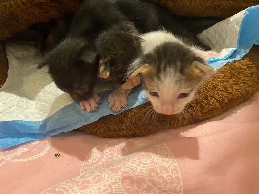 قطط للتبني 3 شهور