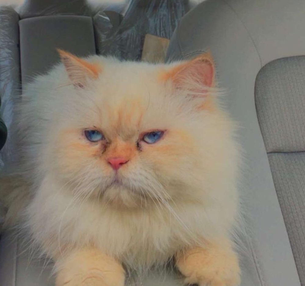 قطه للتبني بيكي فيس الباحة