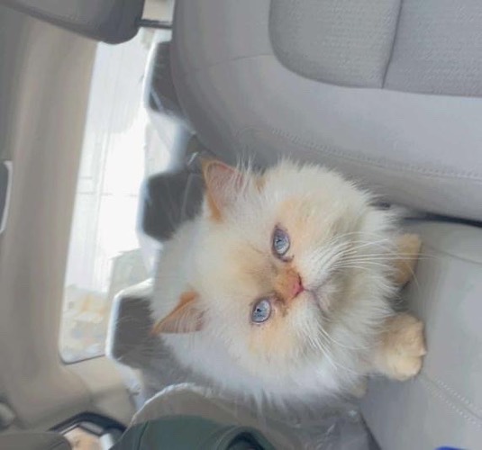 قطه للتبني بيكي فيس الباحة