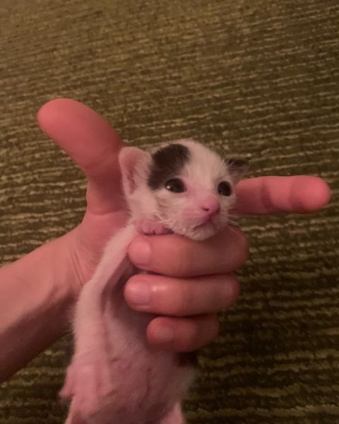 قط للتبني رضيع