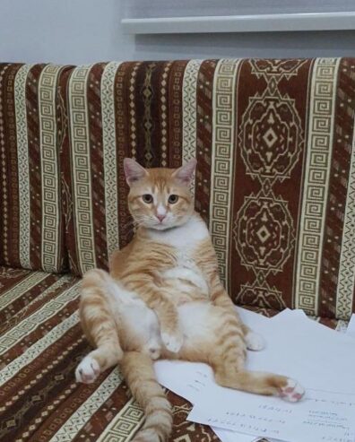 قط للتبني 3 سنوات مشمشي