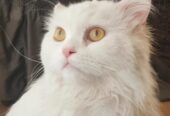 قط للتبني شيرازي الدمام