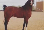 فرس عربية جزيرية -مربط نجد