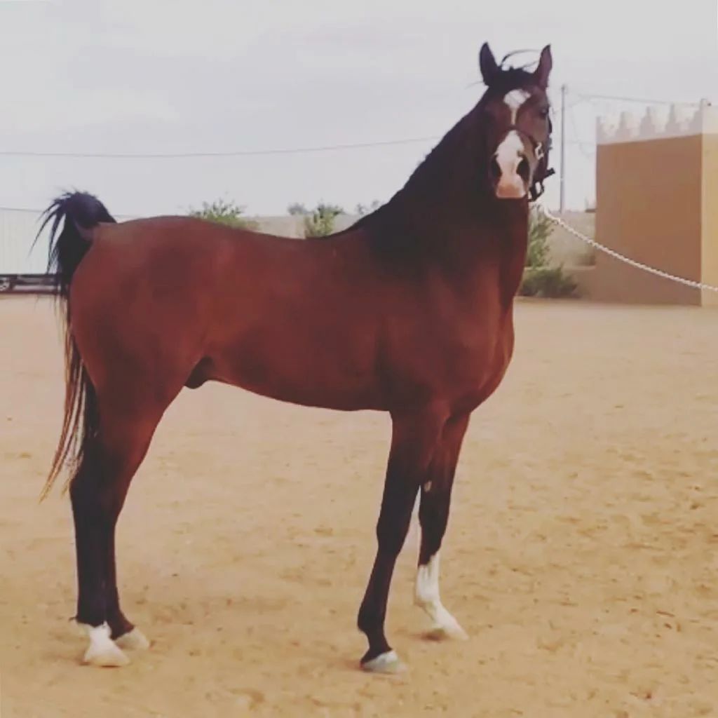 فرس عربية جزيرية -مربط نجد