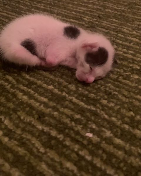 قط للتبني رضيع