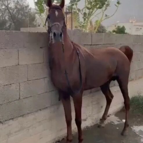 فحل ولد بطل العالم اكسكاليبر- نجران