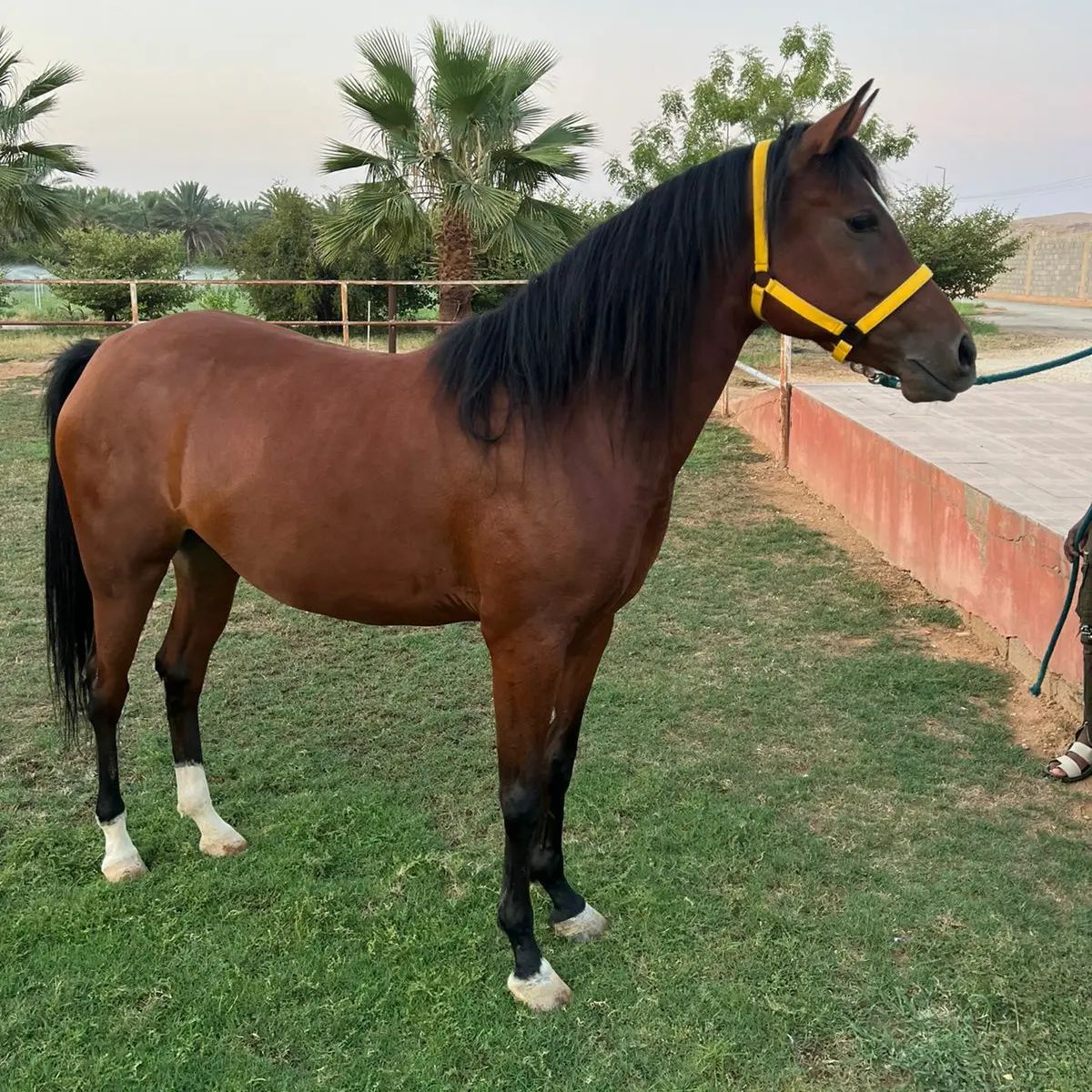 فرس عربية جزيرية -مربط نجد