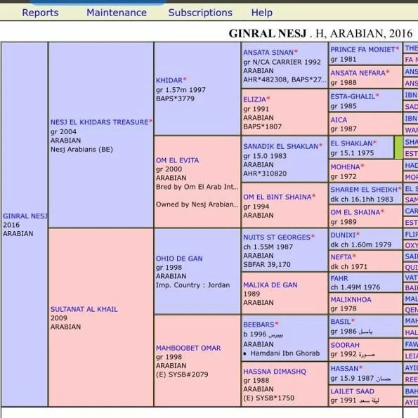 حصان واهو اصلي الخرج