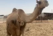 ناقه خلفه رباع تحتها قعود ام ثاني