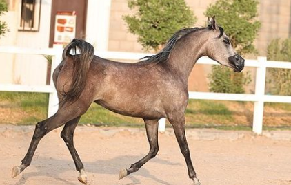 بندورة العناية – مهرة فاخرة – الرياض