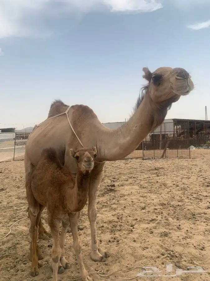 ناقه خلفه رباع تحتها قعود ام ثاني