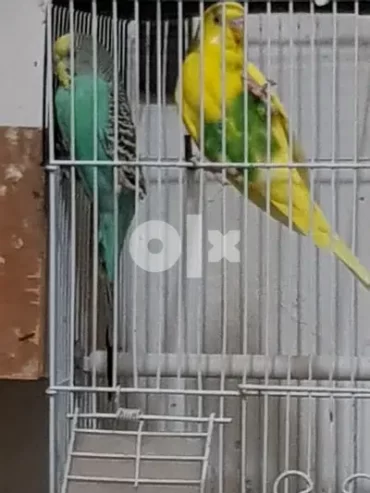 budgies البادجي جدة