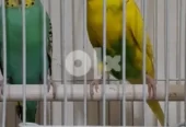 budgies البادجي جدة