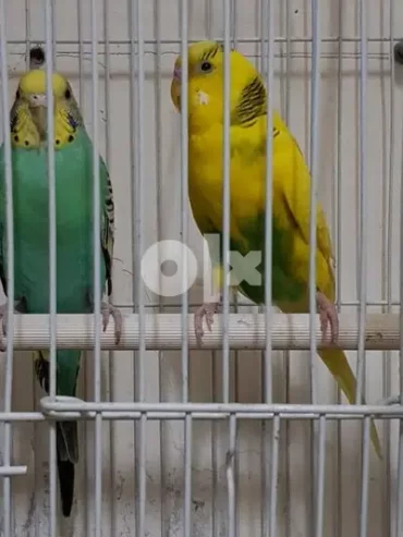 budgies البادجي جدة