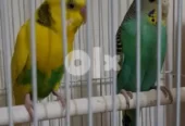 budgies البادجي جدة