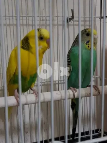 budgies البادجي جدة