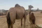 ناقه خلفه رباع تحتها قعود ام ثاني