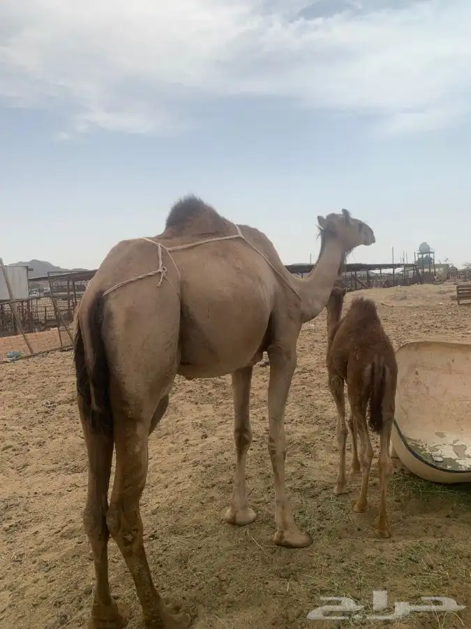 ناقه خلفه رباع تحتها قعود ام ثاني