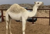 قعود كفو