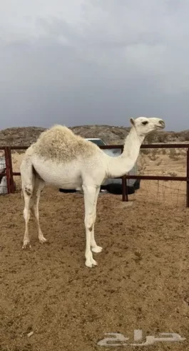 قعود كفو