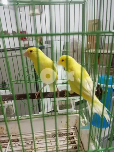 كناري