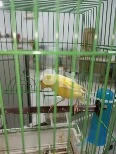 كناري