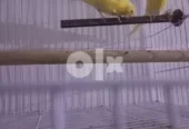 كناري