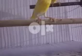 كناري