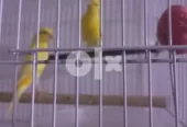 كناري