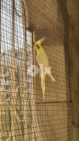 الكوكاتيل ألبينو