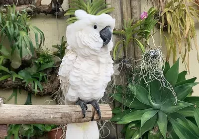 ببغاء Cockatoo كوكاتو