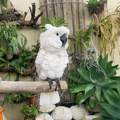 ببغاء Cockatoo كوكاتو