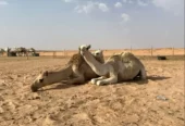 بكار مفاريد