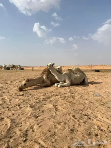 بكار مفاريد
