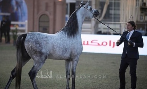 بندورة العناية – مهرة فاخرة – الرياض