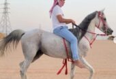 حصان شعبي – السليل