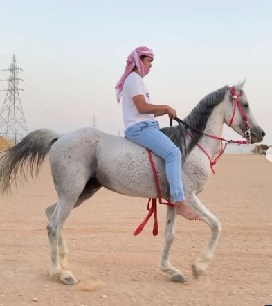 حصان شعبي – السليل