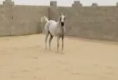 فرس واهو مصريه حفيد فريد نايل مون