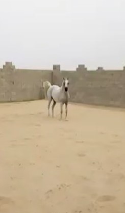 فرس واهو مصريه حفيد فريد نايل مون