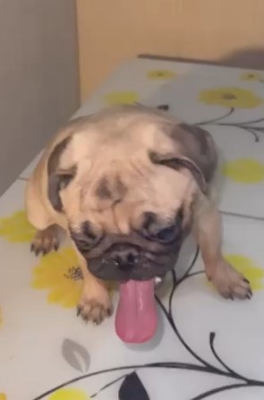 ذكر pug للبيع جرو