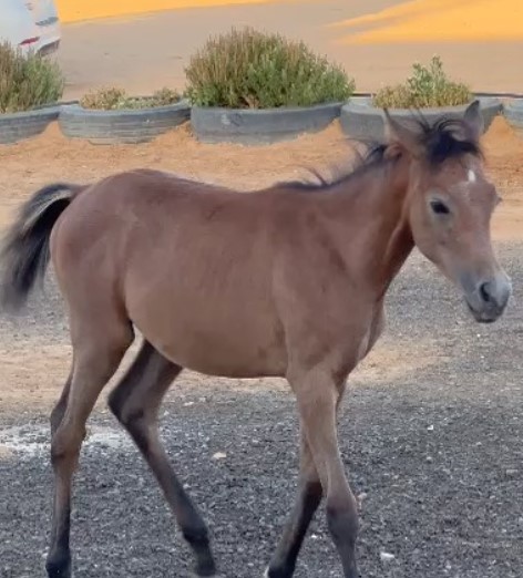 الجازي كي اس اي -مهرة مكس – تبوك