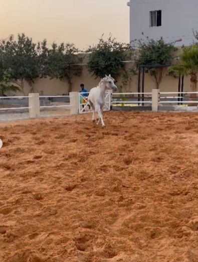 نور – فحل واهو فاخر – الطائف