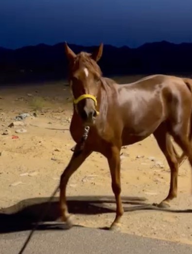 فجر ملك الزين – فرس فاخرة – جدة