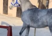 عبادي السكب – حصان مكس – الطايف،وادي ليّه