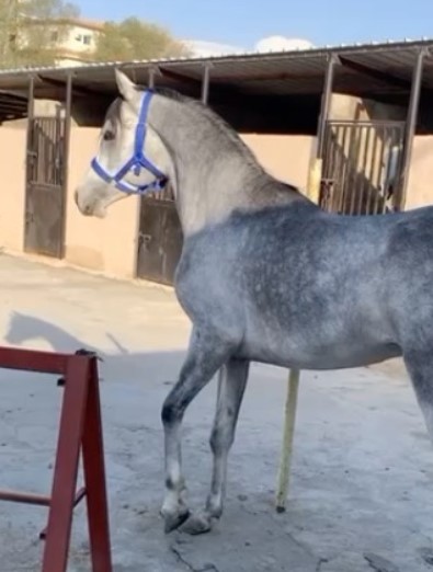 عبادي السكب – حصان مكس – الطايف،وادي ليّه