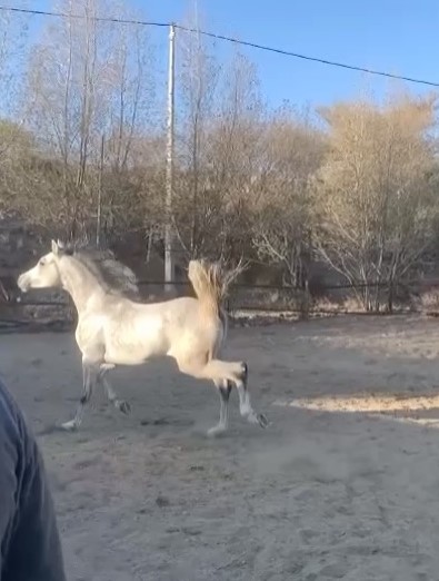 عبادي السكب – حصان مكس – الطايف،وادي ليّه