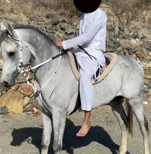 عبادي السكب – حصان مكس – الطايف،وادي ليّه